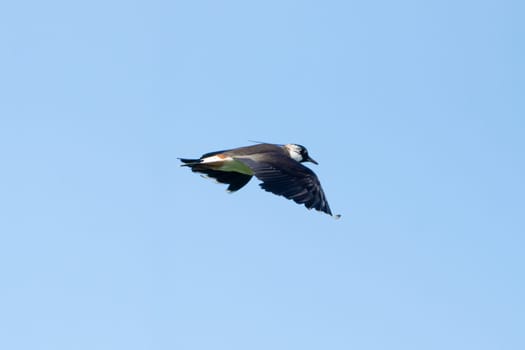 Northern Lapwing Bird In Flight Against The Sky