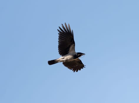 Hooded Crow Bird In Flight Against The Sky