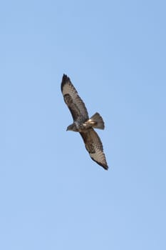Common Bird In Flight Against The Sky