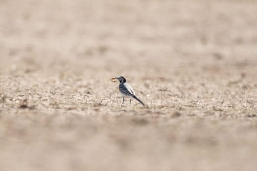 Pied Wagtail Bird On The Ground With A Worm In Its Beak