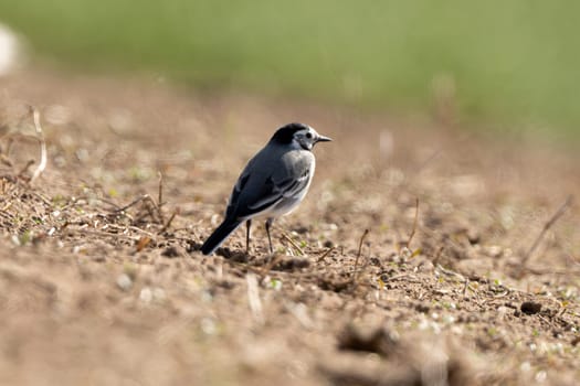 Pied Wagtail Bird On The Ground