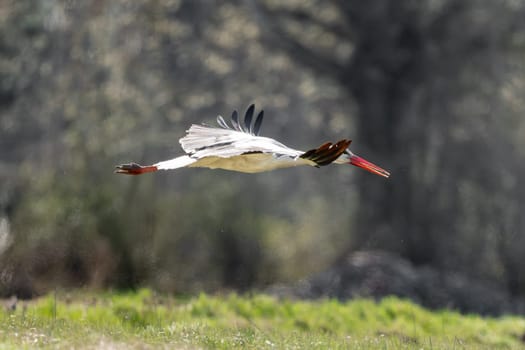 White Stork Bird In Flight Against A Forest Background