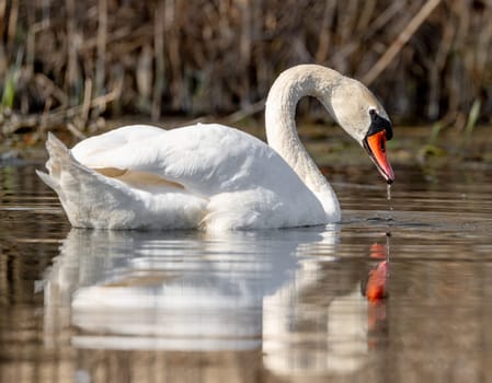 Mute Swan Bird In A Forest Lake