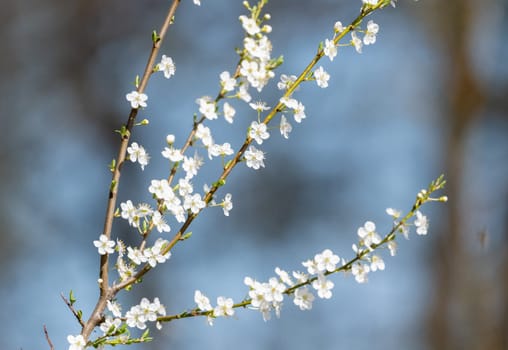 Blossoming Apricot Tree As A Spring Background