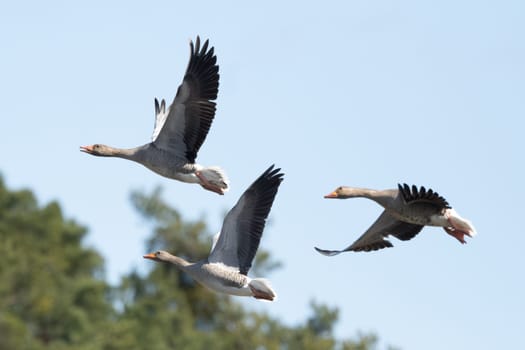 Three Greylag Geese Flying Against The Sky