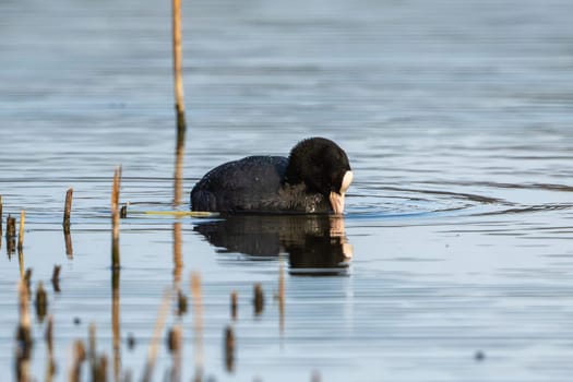 Eurasian Coot Bird In A Forest Lake