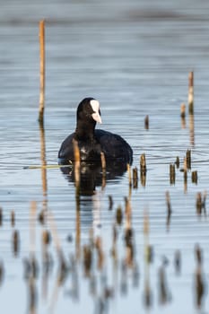 Eurasian Coot Bird In A Forest Lake