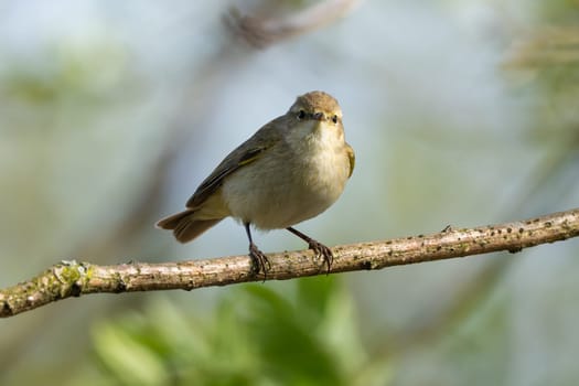 Common Chiffchaff Sitting On Tree Branch Against A Blurred Background