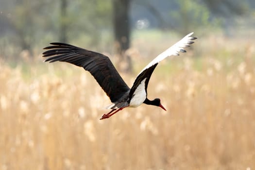 Black Stork In Flight Photograph Of Wild Nature