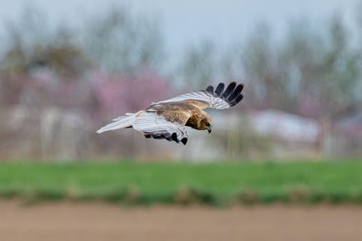 Western Marsh Harrier Bird In Flight Against A Forest Background