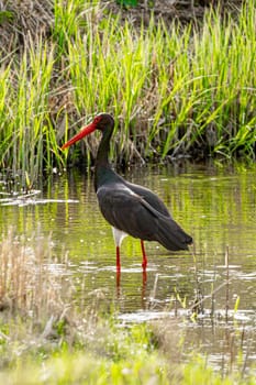 Black Stork Bird Standing In Water Wildlife Photograph