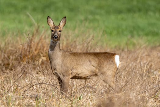 Deer In The Woods And Wildlife Photography