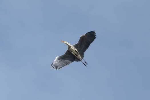 Grey Heron Bird In Flight Wildlife Photography
