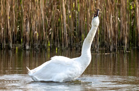 Photo Of A Mute Swan In The Lake, Wildlife Photograph