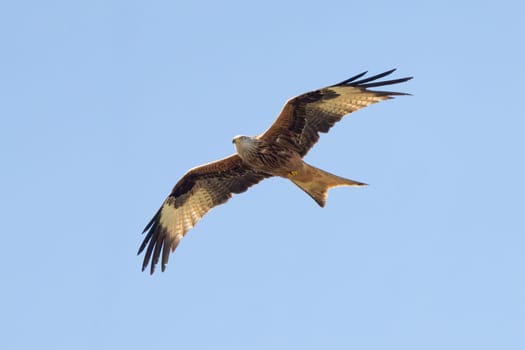 Red Kite Bird In Flight Wildlife Photography