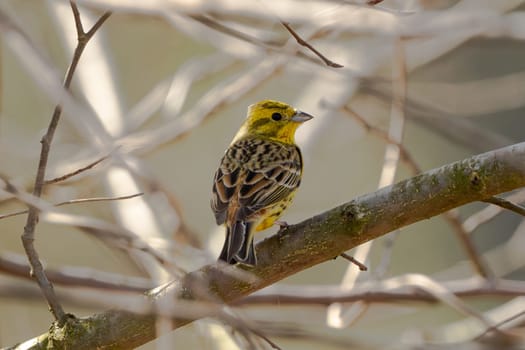 Yellowhammer Bird On Branch Wildlife Photograph