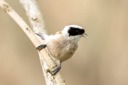 Remiz Bird On A Branch Photography Of Wild Nature