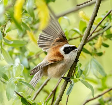 Photograph Of A Remiz Bird Flapping Its Wings On A Branch In The Wild