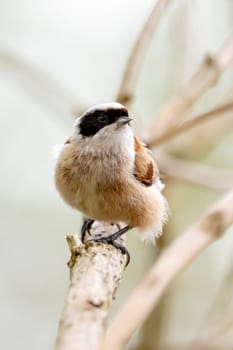 Remiz Bird On A Branch Photography Of Wild Nature
