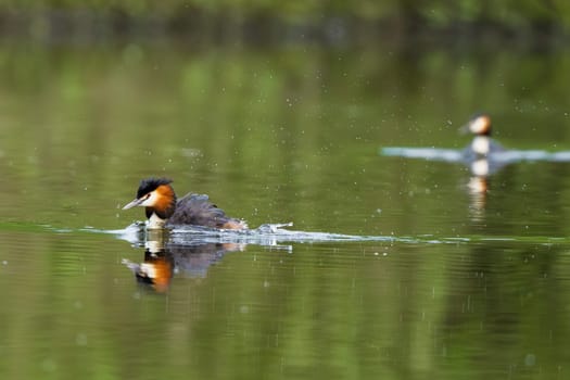 Two Great Crested Grebe Birds In A Forest Lake