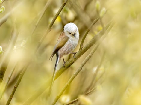Wildlife Photograph Of A Long-Tailed Tit Bird On A Branch