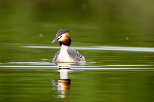 Great Crested Grebe Bird In A Forest Lake