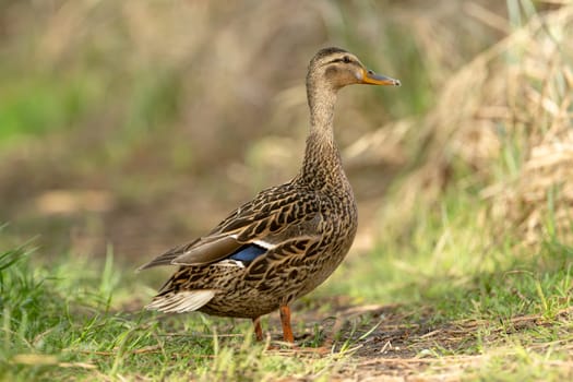 Mallard Bird In The Forest And Wildlife Photography
