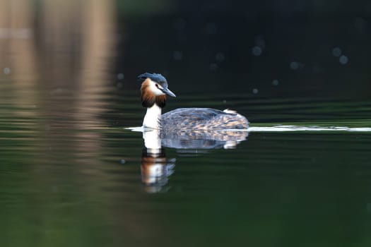 Great Crested Grebe Bird In A Forest Lake