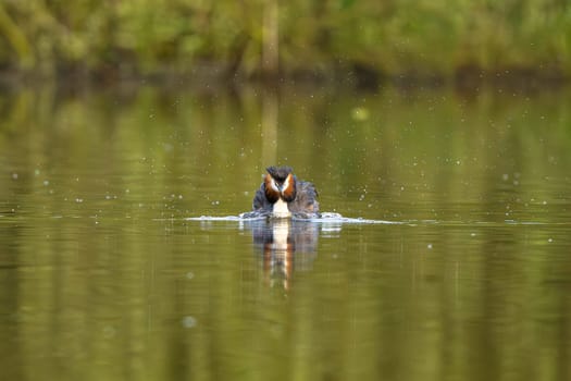 Great Crested Grebe Bird In A Forest Lake