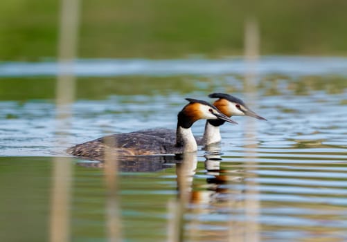 Two Great Crested Grebe Birds In A Forest Lake