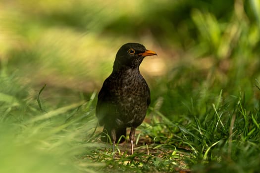 Eurasian Blackbird In Green Grass In The Forest