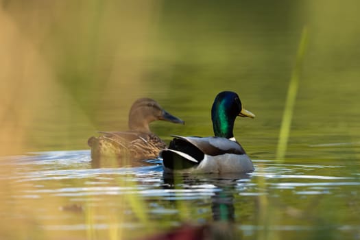 Mallard Duck Bird In The Forest Lake