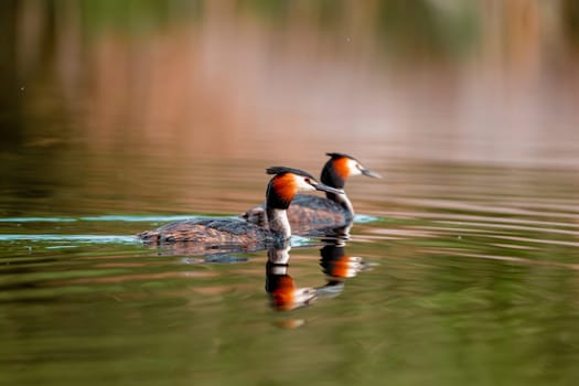 Two Great Crested Grebe Birds In A Forest Lake