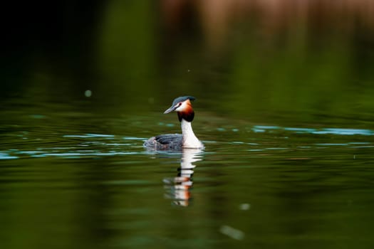 Great Crested Grebe Bird In A Forest Lake
