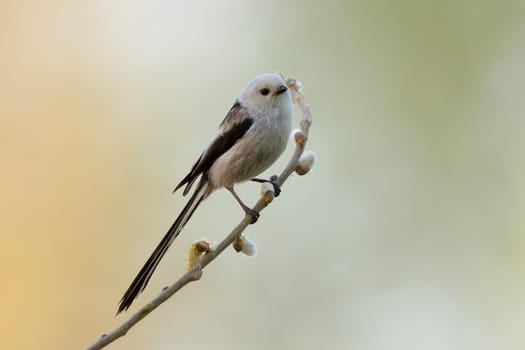 Long-Tailed Tit Sits On A Branch At Sunset