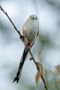 Long-Tailed Tit Sits On A Branch At Sunset