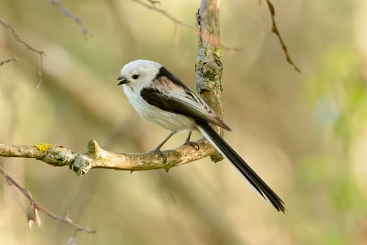 Long-Tailed Tit Sits On A Branch At Sunset