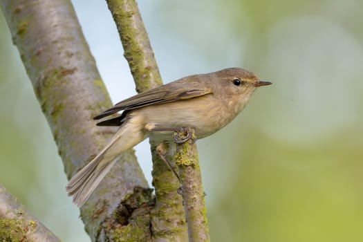 Common Chiffchaff Perched In Tree Against A Blurred Background