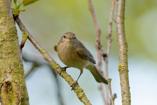 Common Chiffchaff Perched In Tree Against A Blurred Background