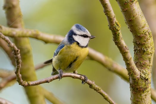 Eurasian Blue Tit Sitting On Tree With Blurred Background