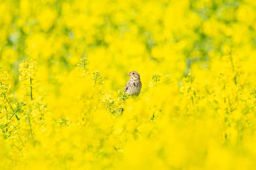 Corn Bunting In Yellow Rapeseed Field