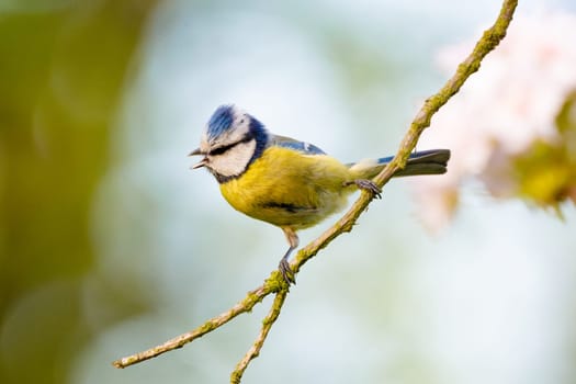 Eurasian Blue Tit Perched On Blooming Tree Branch With Blurred Background