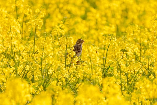 Corn Bunting In Yellow Rapeseed Field