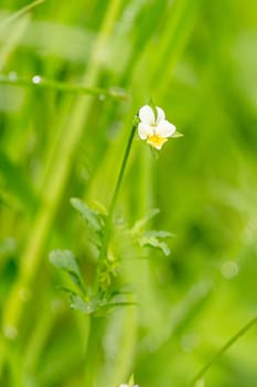 Flower Of The Three-Color Pansy Wild