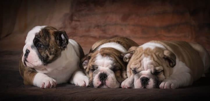 litter of english bulldog puppies - 8 weeks old