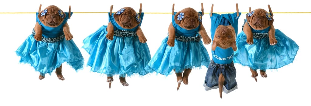 dogs on a clothesline - dogue de bordeaux puppies hanging on wash line