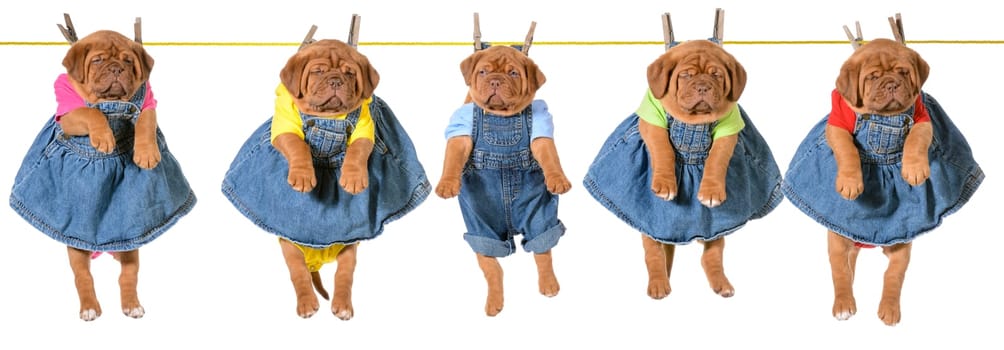 litter of puppies hanging on a clothesline - dogue de bordeaux - 5 weeks old