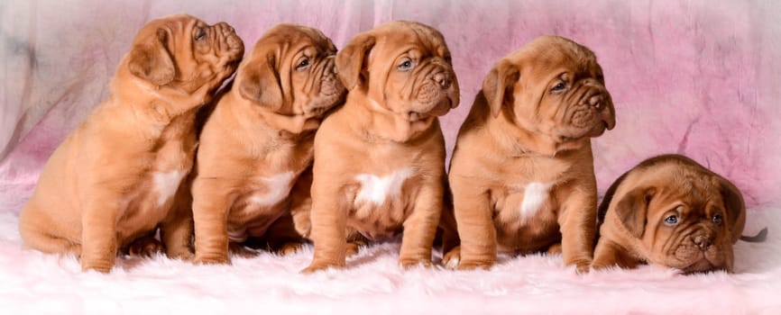litter of dogue de bordeaux puppies - 5 weeks old