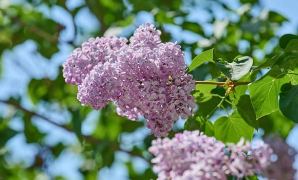 Clusters of purple and light blue lilac flowers Syringa vulgaris blooming in spring