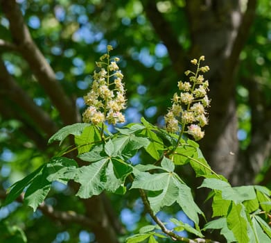 Horse chestnut Aesculus hippocastanum flowers blooming among green leaves in spring sunlight